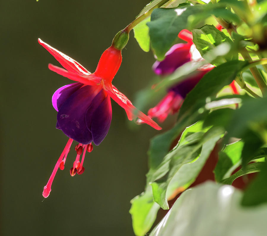 Fuchsia Flower Photograph by Jarmo Honkanen