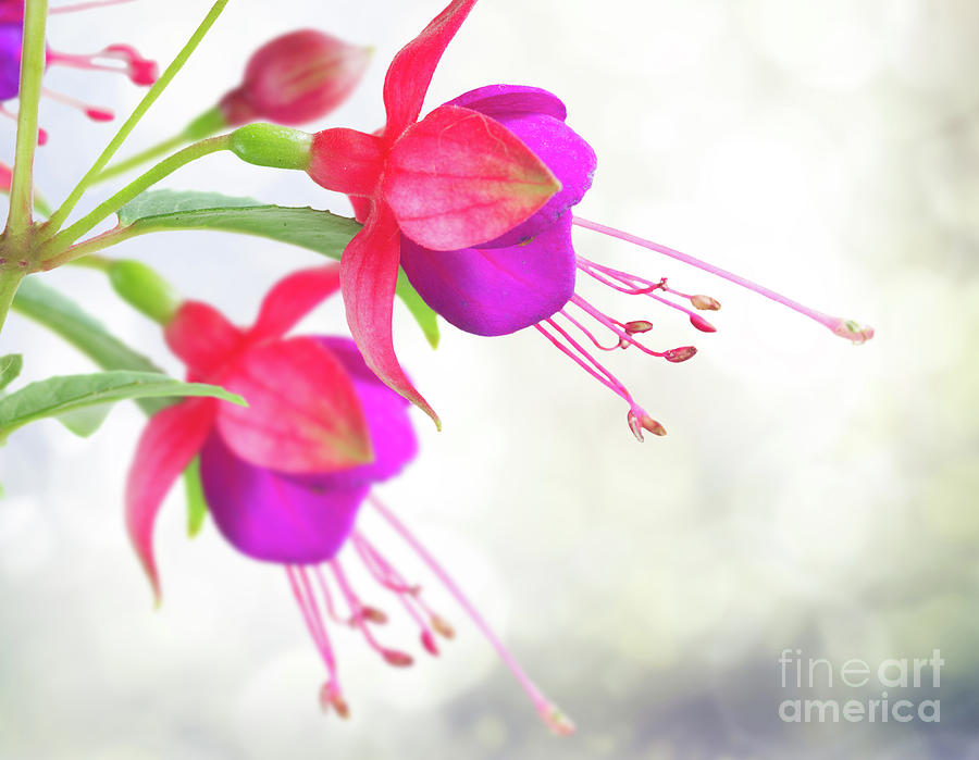 Fuchsia Flower  Photograph by Anastasy Yarmolovich