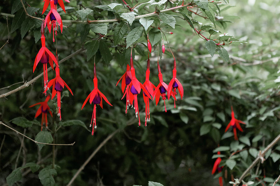 Fuchsia Flowers Photograph by Sharon Popek