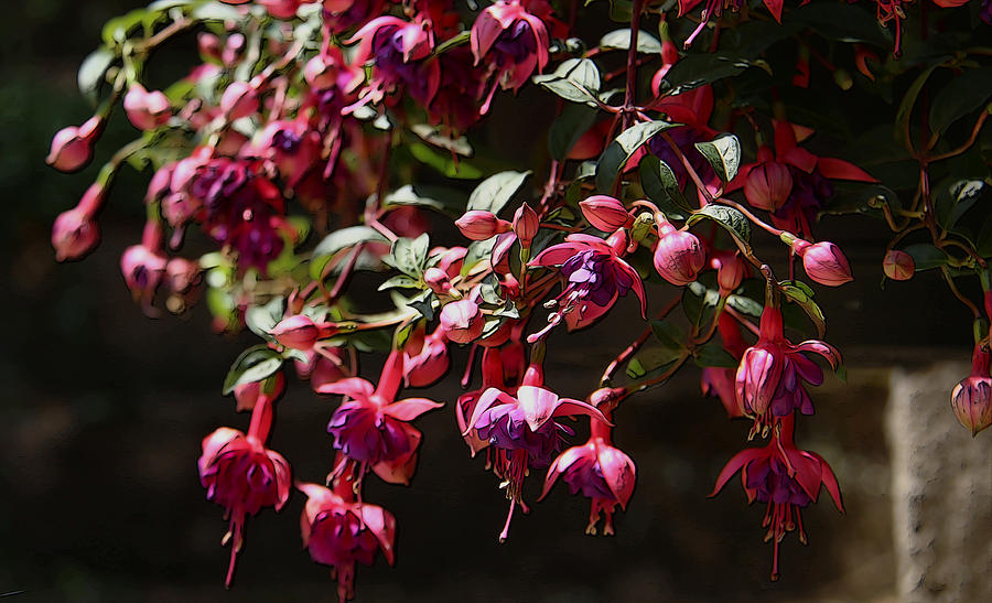 Fuchsia Blossoms Photograph by Yvonne Wright