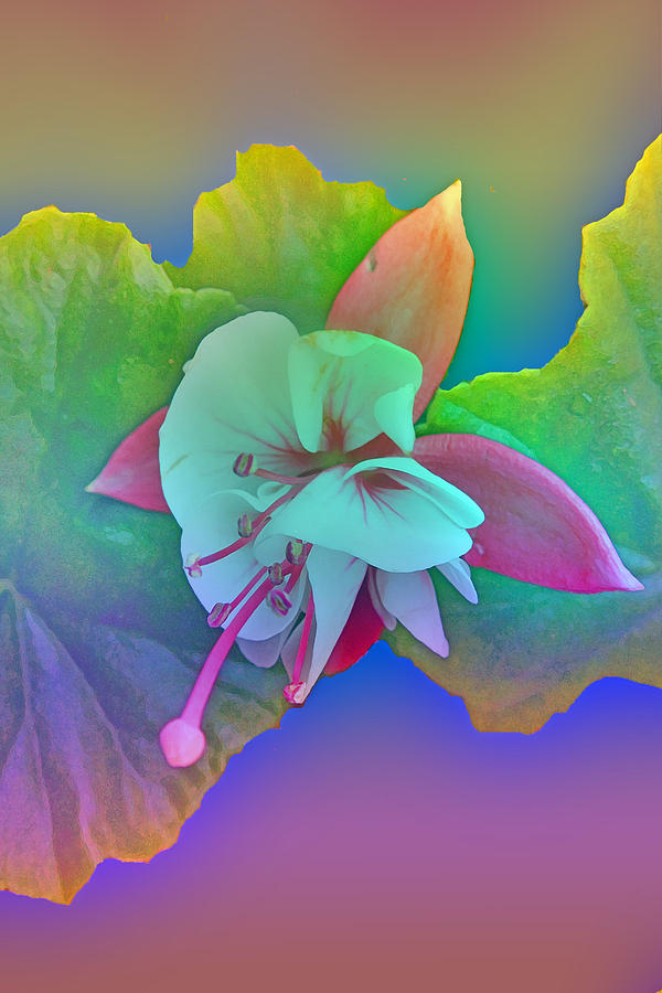 Flowers Still Life Digital Art - Fuchsia Glory by George  Page