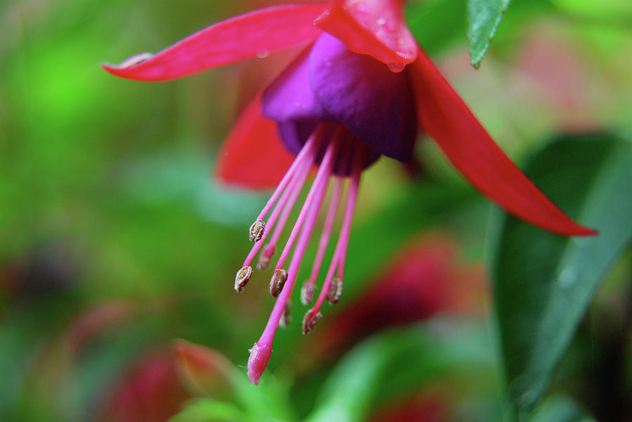 Fuchsia Photograph by Gregory Blank
