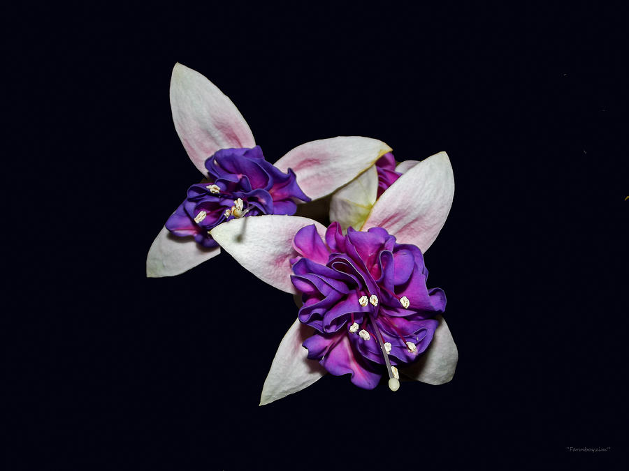 Flower Photograph - Fuchsia by Harold Zimmer