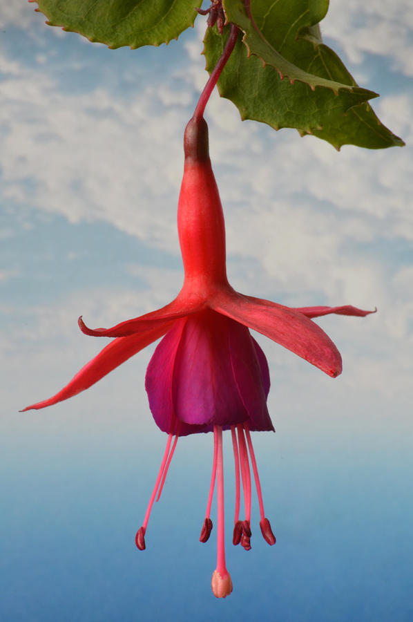 Fuchsia In The Sky. Photograph by Terence Davis