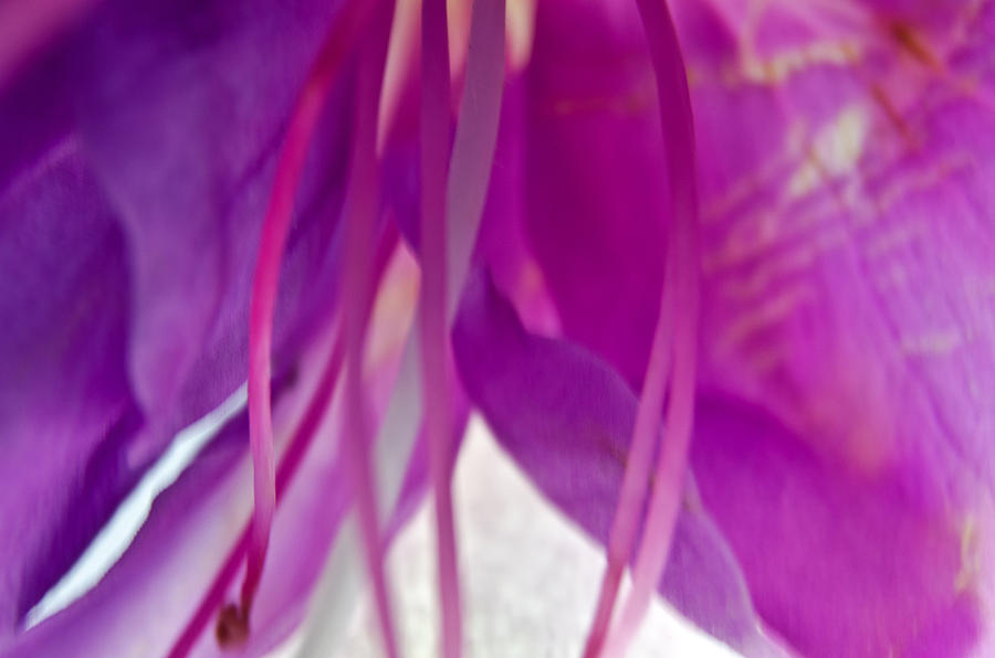 Fuchsia Photograph