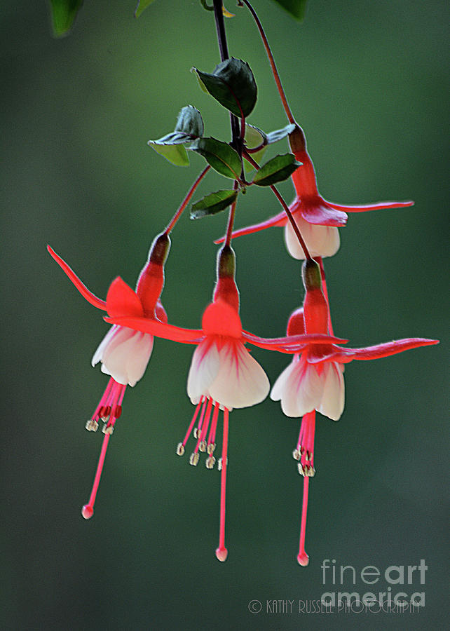 Fuchsia Photograph by Kathy Russell