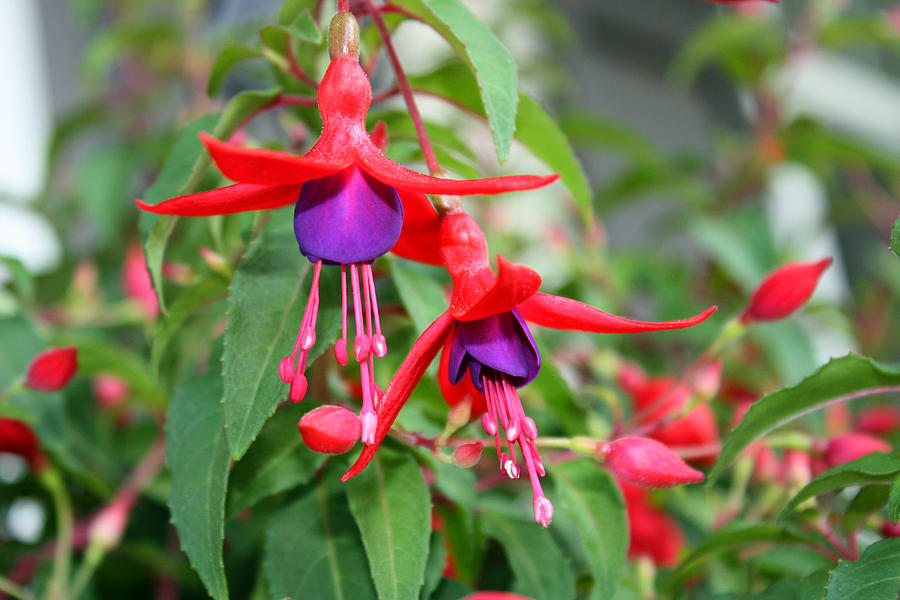 Fuchsia Magellanica Photograph by Tammy Goad