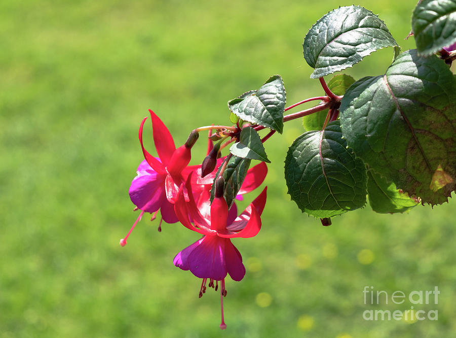 Fuchsia flower Photograph by Marina Usmanskaya