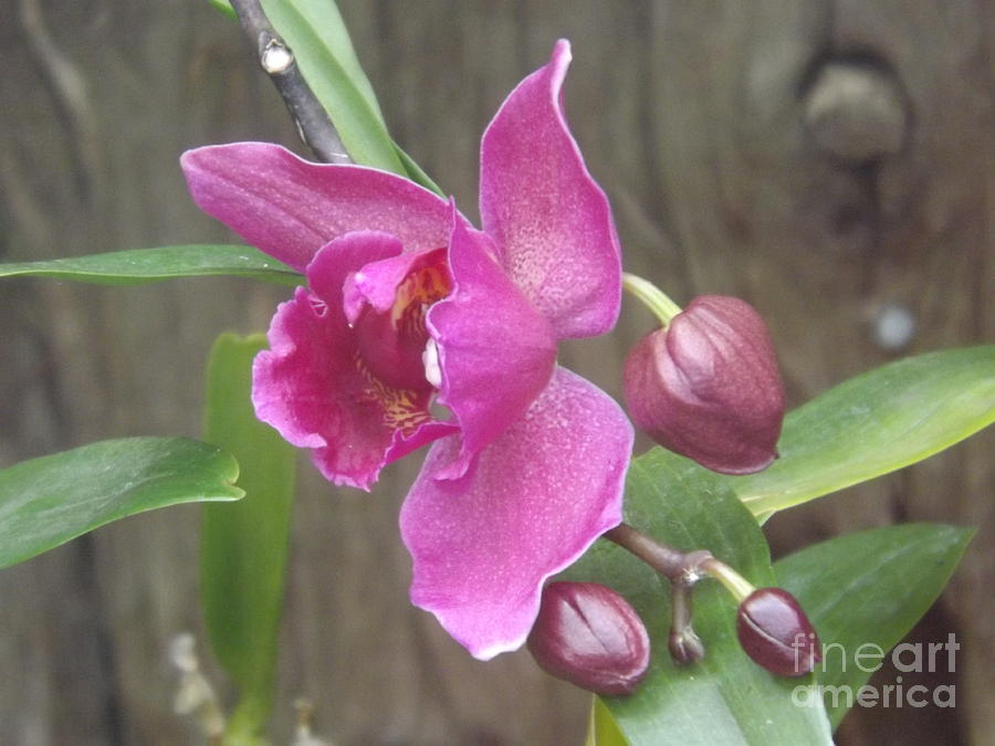 Fuchsia Orchid Photograph by Lingfai Leung