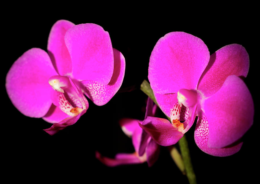 Fuchsia Orchids Photograph by Cristina Stefan