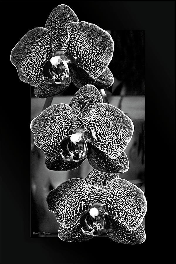 Three Orchids OOF B/W Photograph by Phyllis Denton