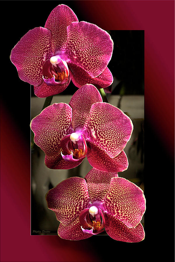 Fuchsia Orchids OOF Photograph by Phyllis Denton