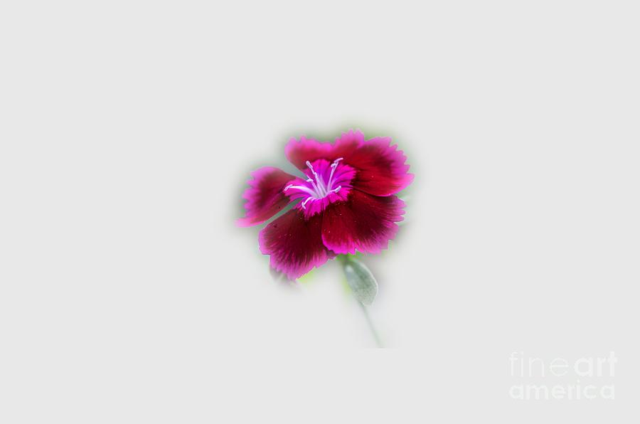 Fuchsia Pink Dianthus Tee-shirt Photograph by Donna Brown