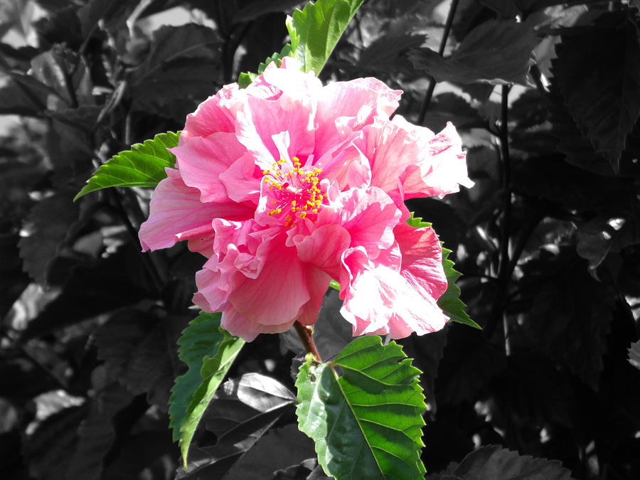 Fuchsia Pink Rose Photograph by Colleen Cornelius