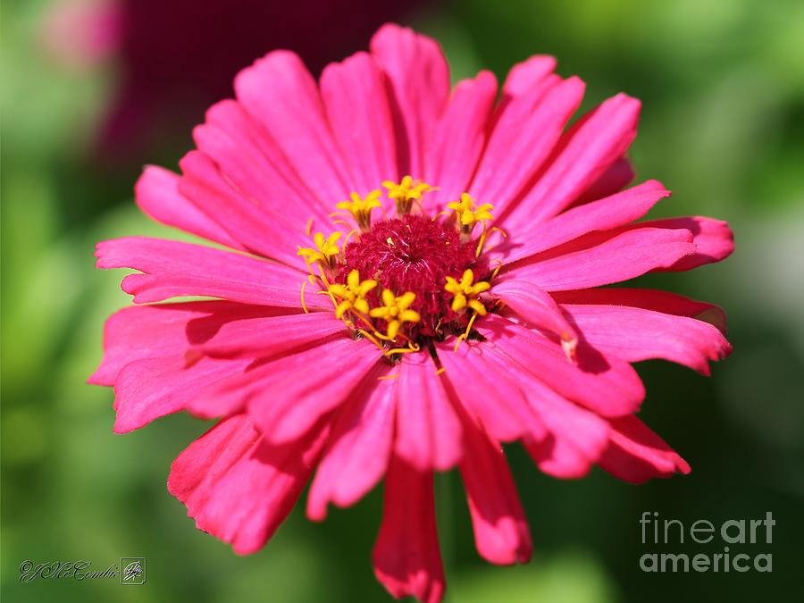 Fuchsia Pink Zinnia from the Whirlygig Mix Photograph by J McCombie