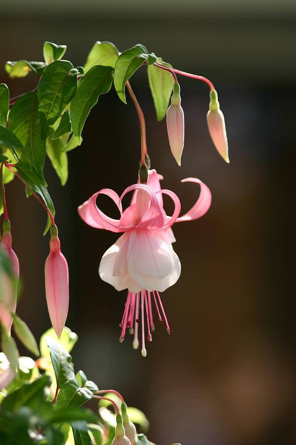 Fuchsia Photograph by Robert E Alter Reflections of Infinity