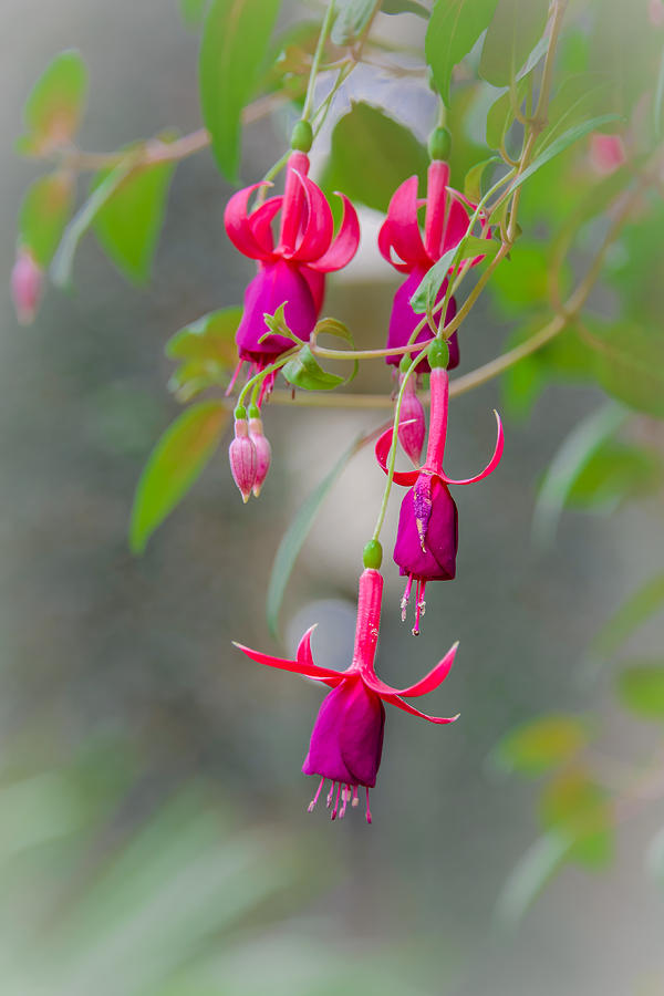 Fuchsia Photograph by Robert Mitchell