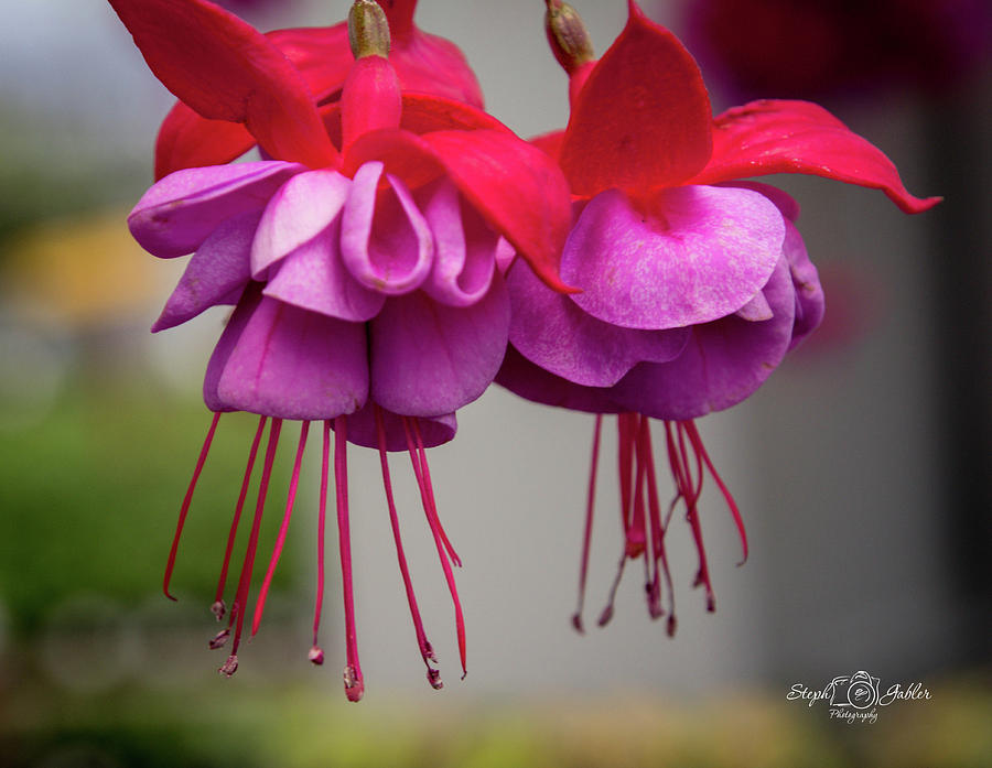 Fuchsia  Photograph by Steph Gabler