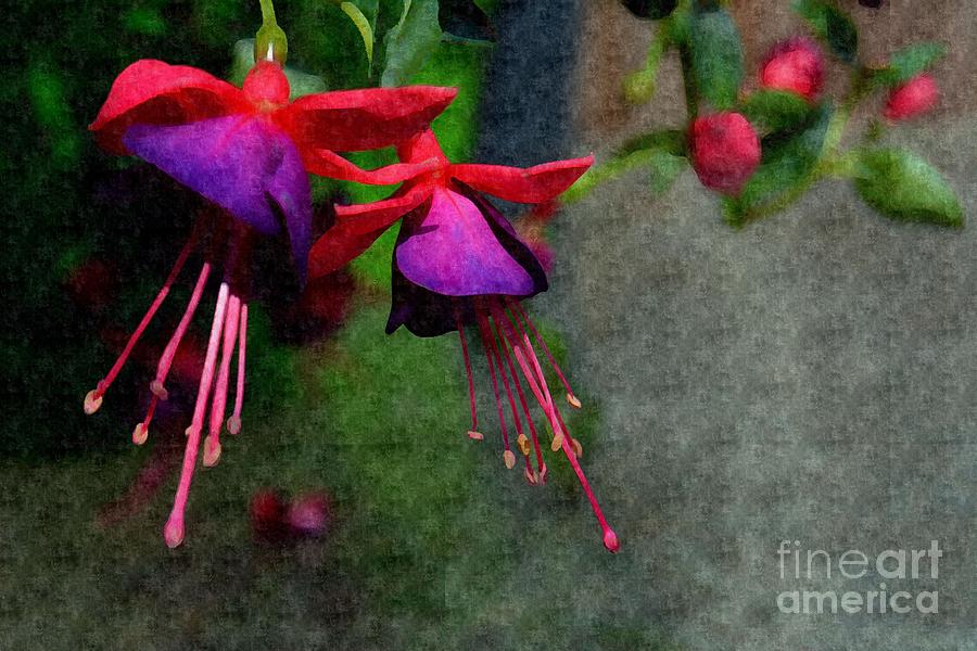 Fuchsias beating as one together -Silk Edit Photograph by Adrian De Leon Art and Photography
