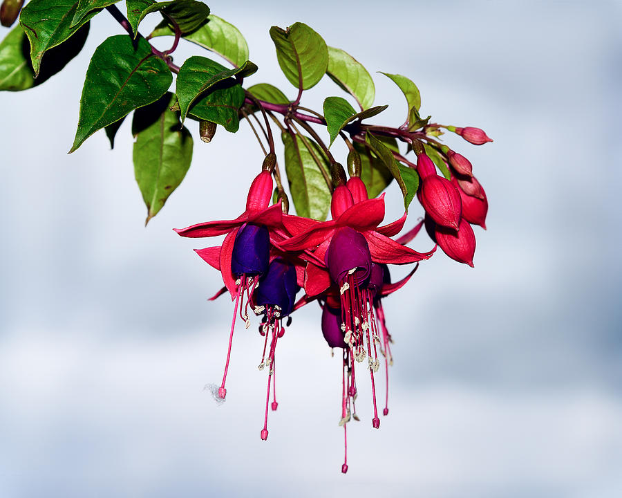 Fuchsias Photograph by Camille Lopez
