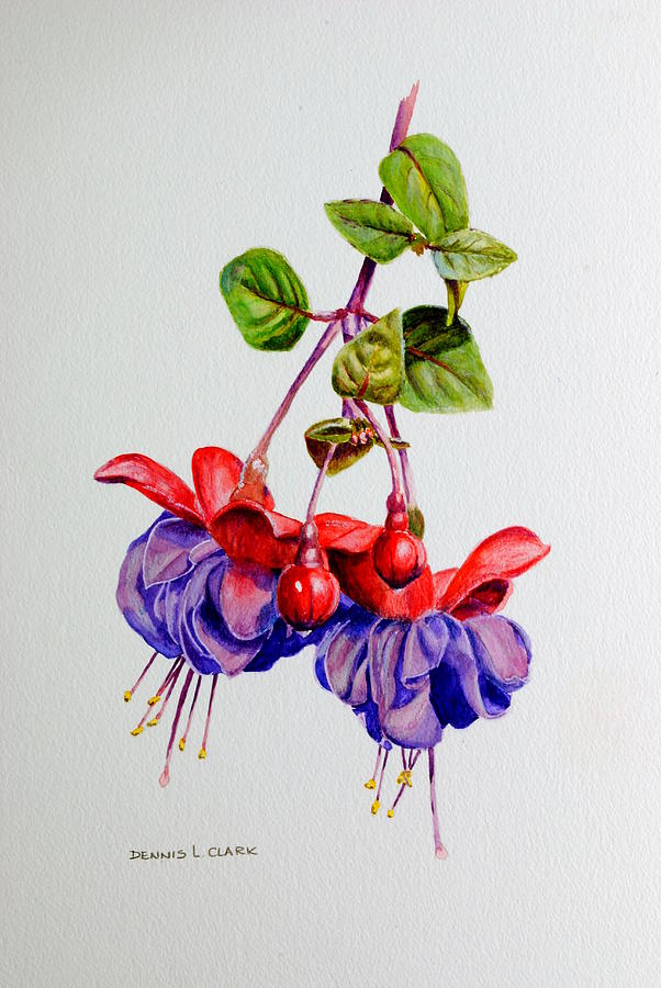 Fuchsia Painting - Fuchsias by Dennis Clark Fuchsia Painting - Fuchsias by Dennis Clark