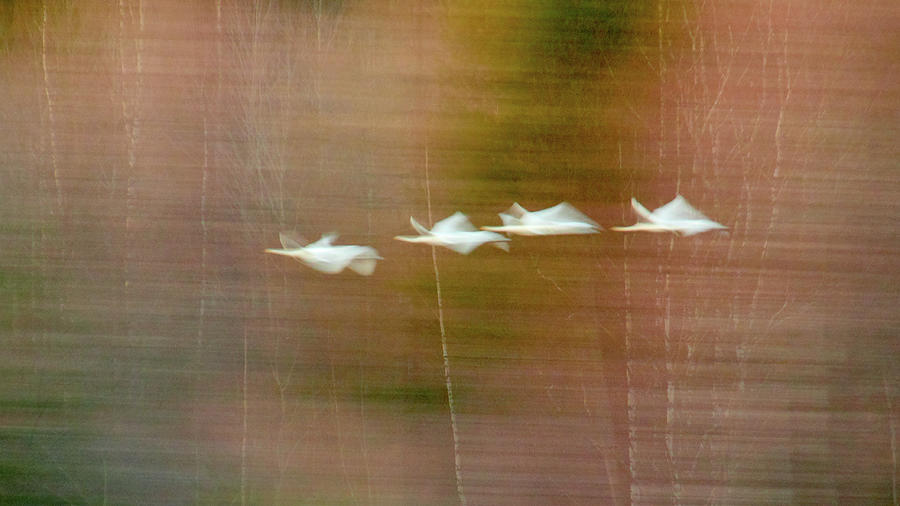 Fugue  In Spring Major. Whooper Swan Photograph
