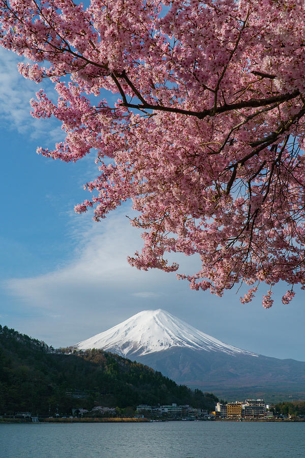 Fuji and Cherry Blossom in the morning at lake Kawaguchiko,Japan.Famous