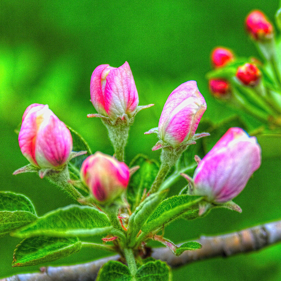 Fuji Apple Blossom Buds Photograph by Roger Passman