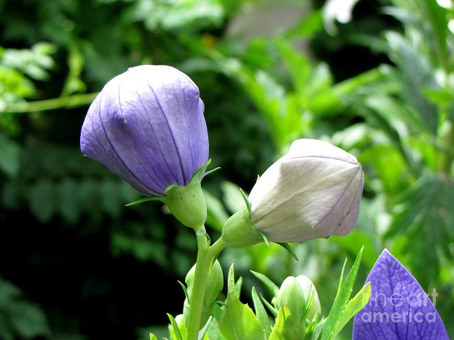 Fuji Blue Balloon Flower Photograph by Ben Schumin - Pixels