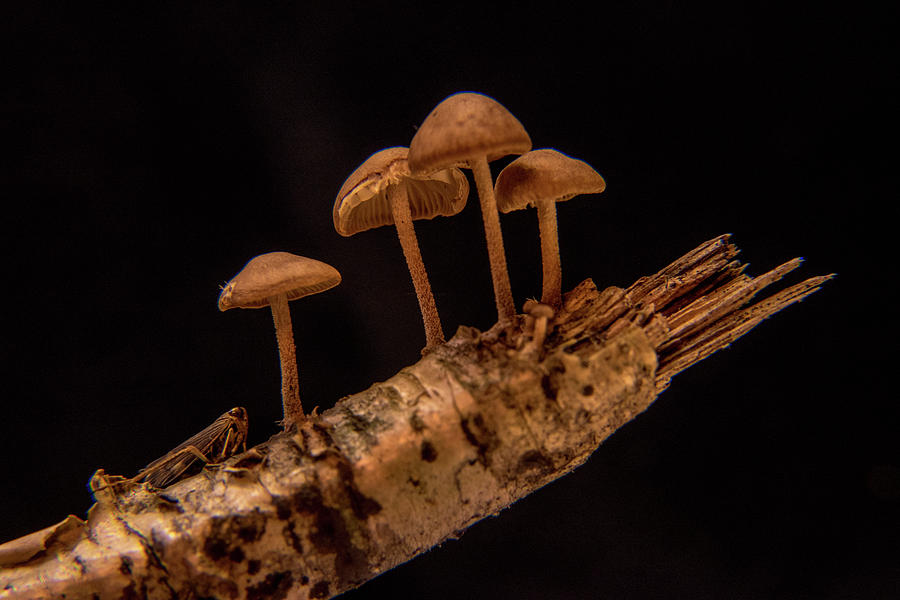 Fulgorid and Tiny Mushrooms Photograph by Douglas Barnett