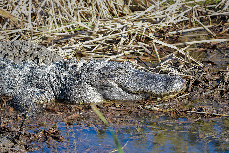 Full and Happy Alligator Photograph by Debra Martz