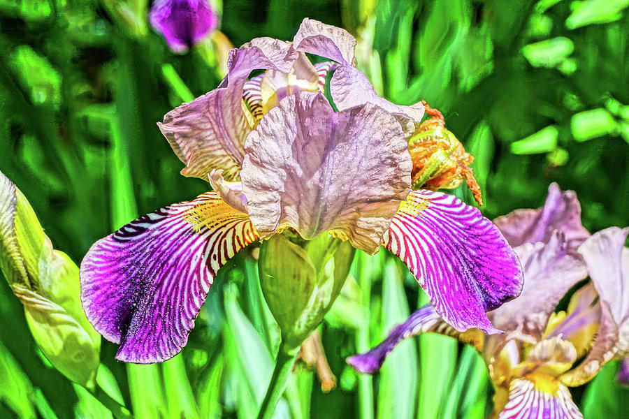 Iris Photograph - Full Bloom by Chris White by C H Apperson