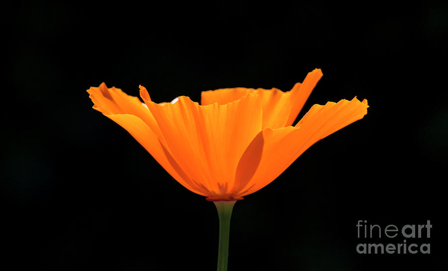 Full Bloom CA Poppy Photograph by Shawn Jeffries