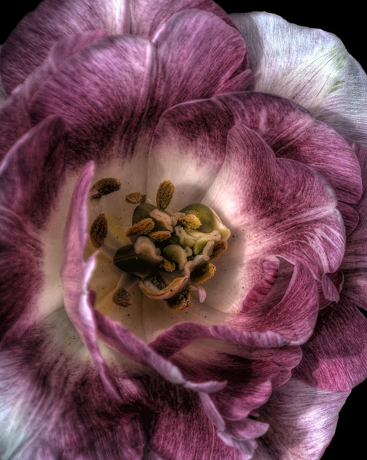 Full Bloom Photograph by Deborah Klubertanz