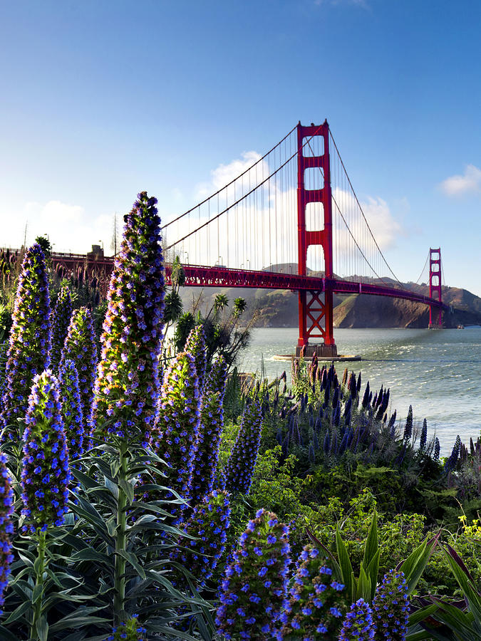 Full Bloom Golden Gate Photograph by Sean Davey