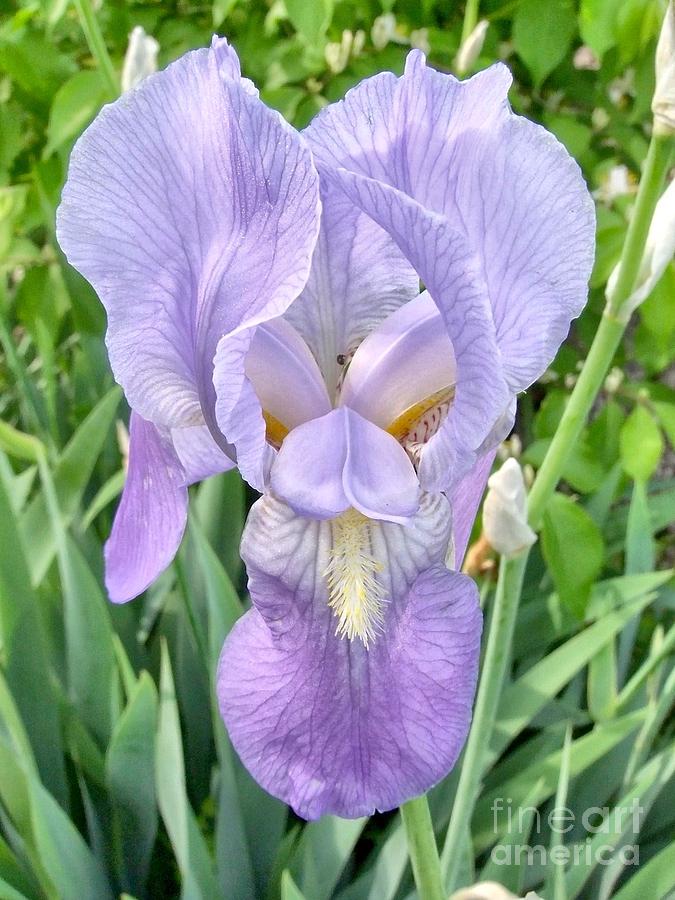 Lilac Photograph - Full Bloom Iris by Sue M Marshall Lilac Photograph - Full Bloom Iris by Sue M Marshall