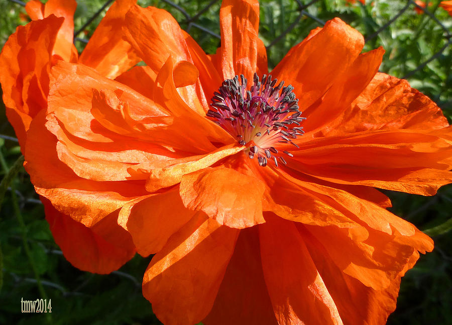 Flower Photograph - Full Bloom Orange Poppy by Tina M Wenger