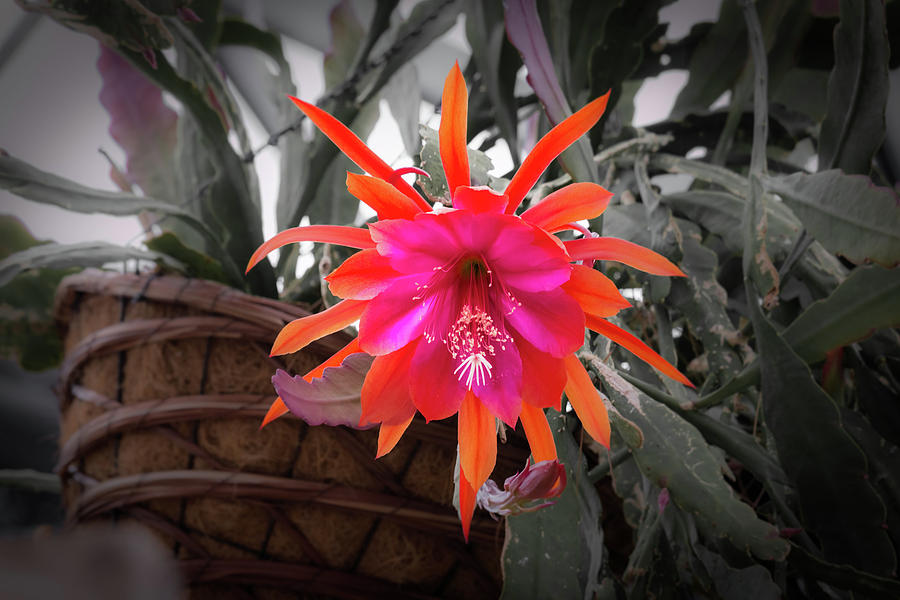 Full Bloom Orchid Cactus Flower Photograph