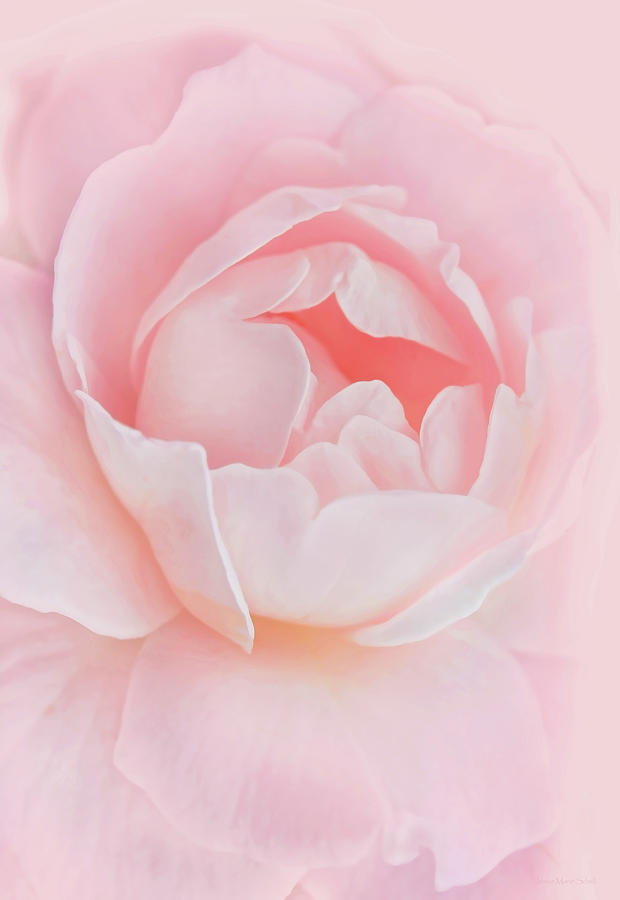 Summer Photograph - Full Bloom Pink Rose by Jennie Marie Schell