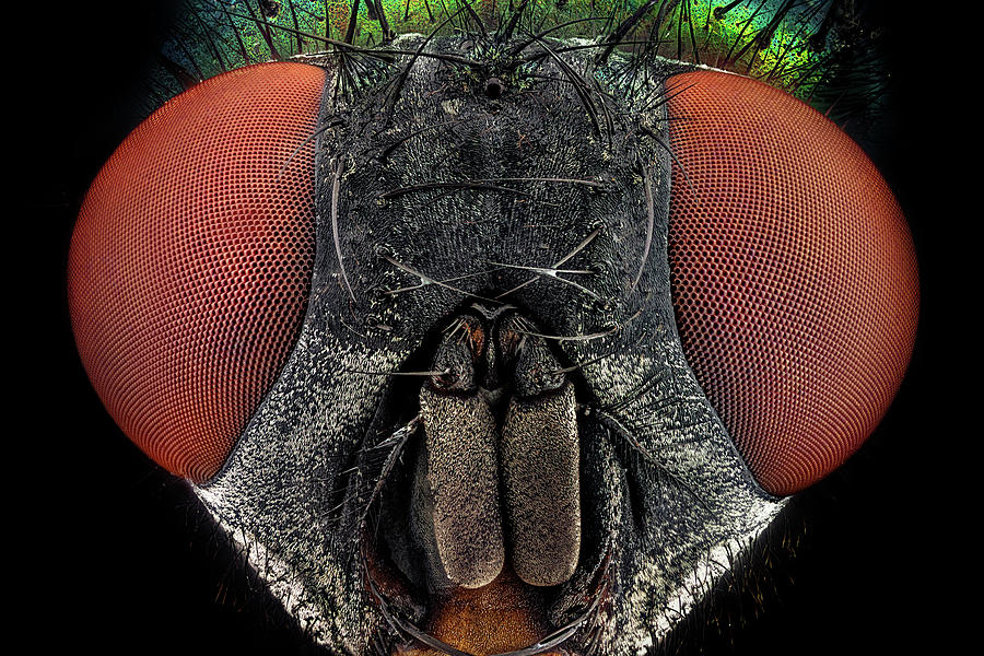 Full frontal portrait of a common green bottle fly Photograph by Mihai Andritoiu
