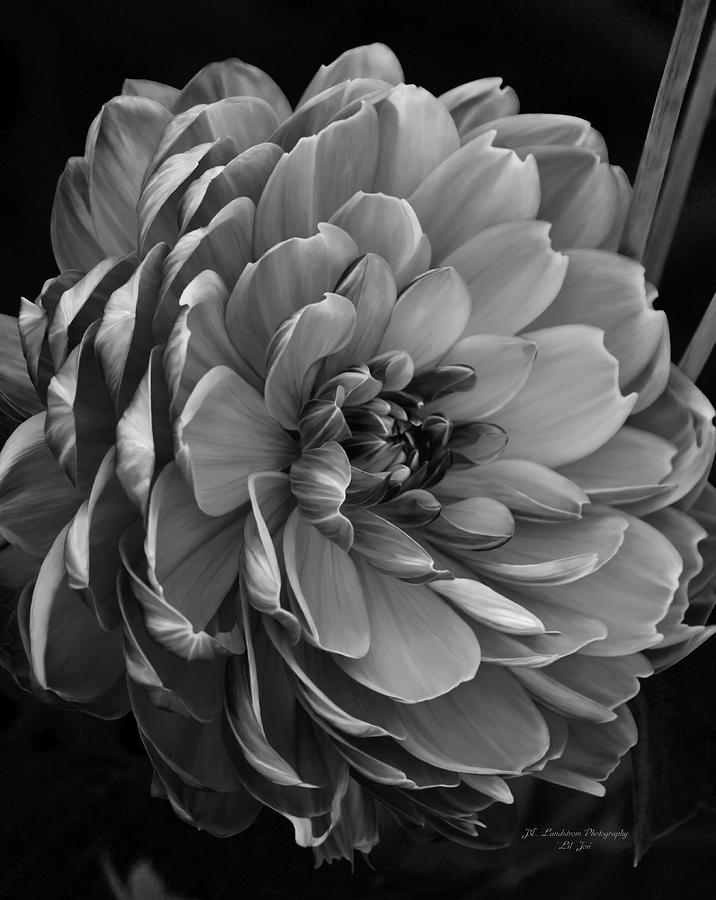 Flower Photograph - Full Glory In Black and White by Jeanette C Landstrom