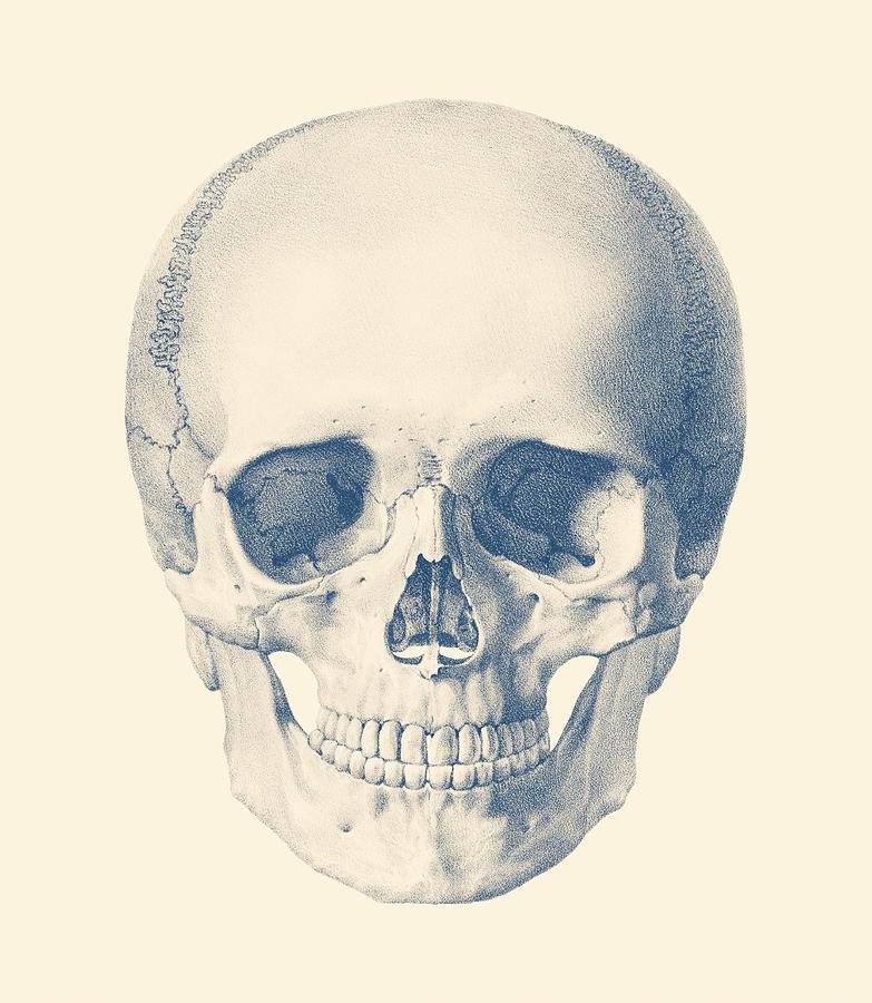 Full Human Skull - Front Facing View Drawing by Vintage Anatomy Prints