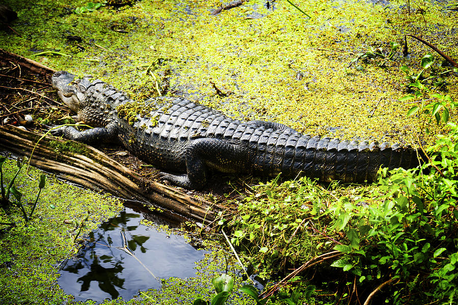 Full Lenth Alligator Photograph by Marilyn Hunt