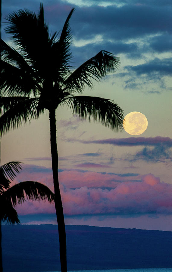 Full Moon And Palm Trees Photograph