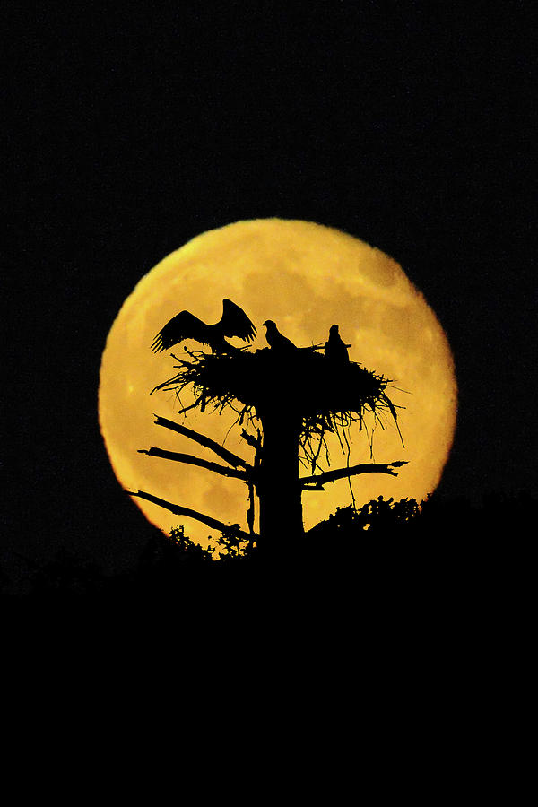 Full moon back of osprey nest Photograph by Dan Friend