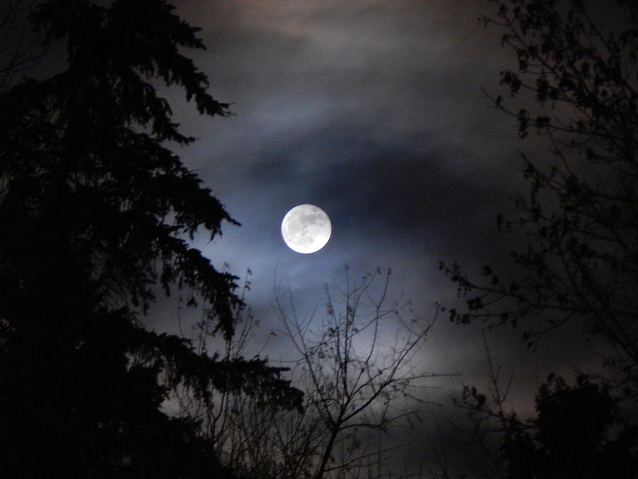 Full Moon Behind The Trees 2 Photograph By Michelle Stern Pixels