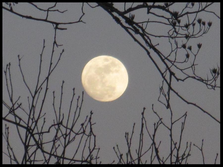 Full Moon  Photograph by Betty Buller Whitehead