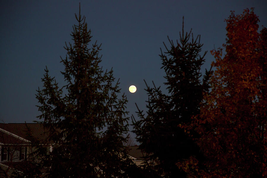 Full Moon Between Trees Photograph