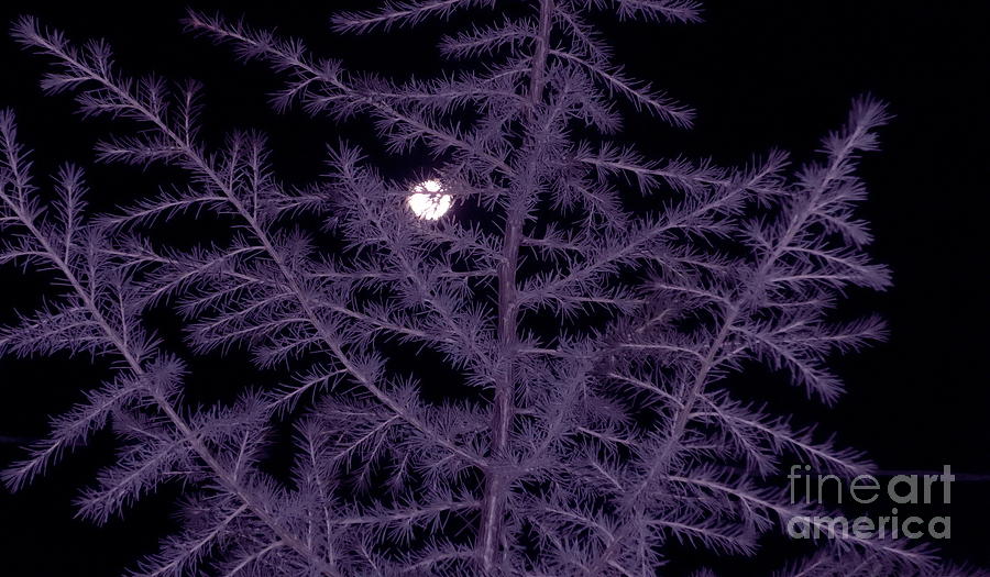 Full Moon Christmas 2015 Photograph by Mars Besso