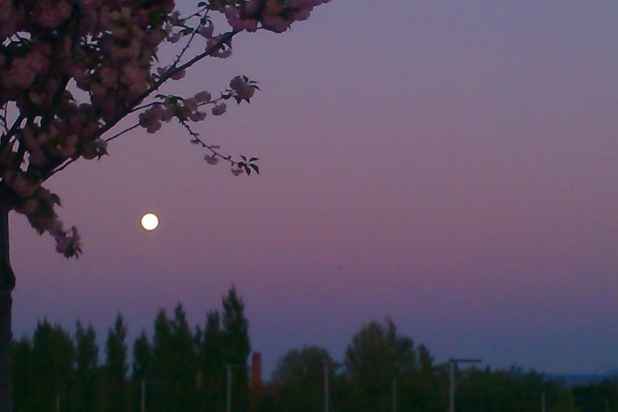 Full Moon Evening Photograph by Nieve Andrea